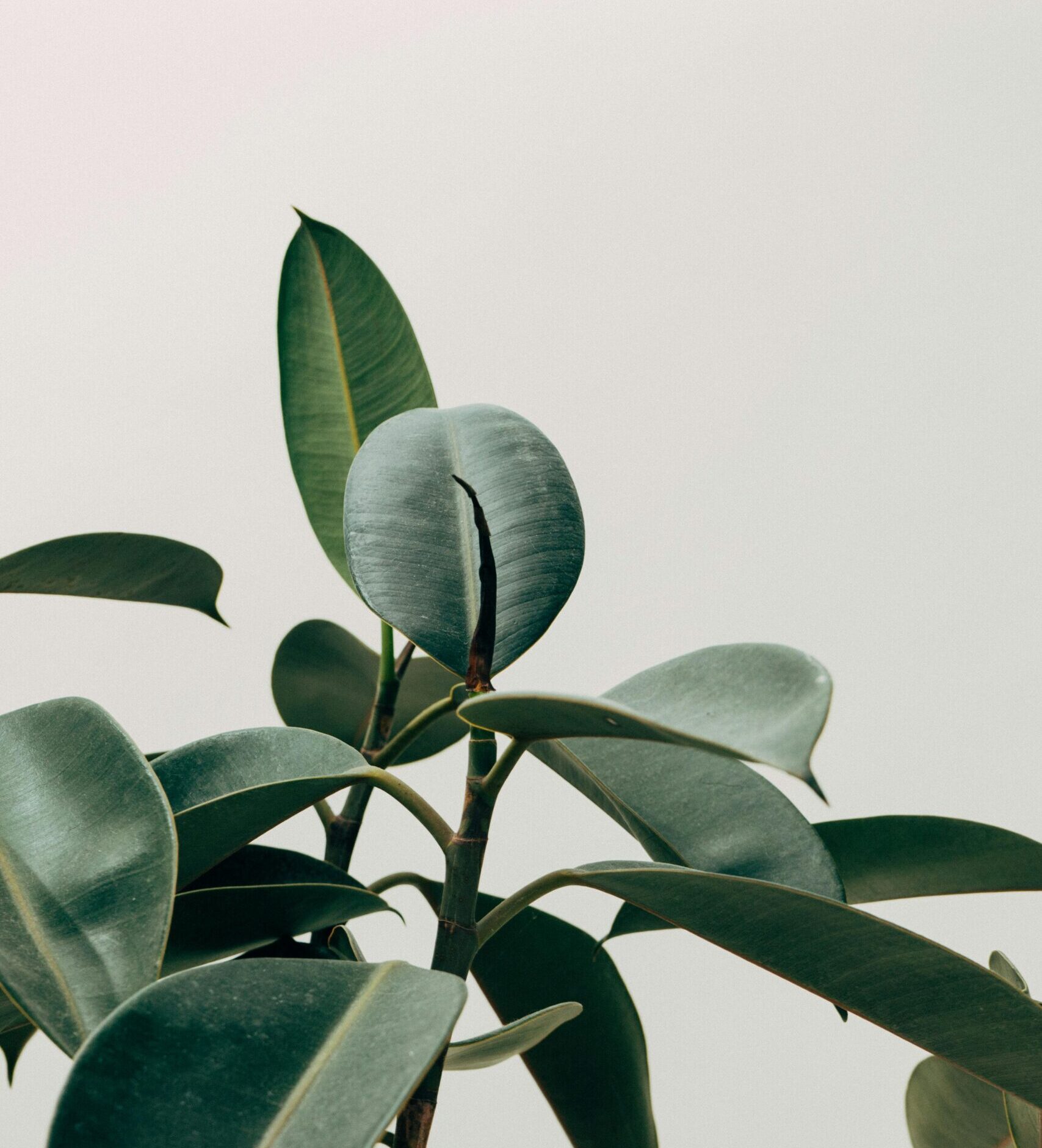 Green Leafed Indoor Plant