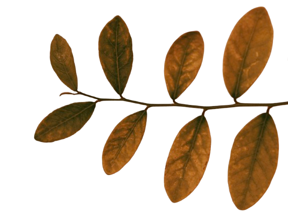 Branch with multiple leaves representing the multiple questions on the frequently asked questions page.